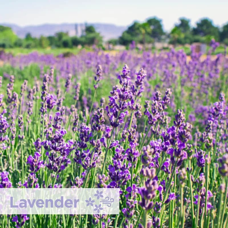 ActiveAire® Air Freshener Lavender Purple 1.75X1X0.75 IN Refill 12/Case