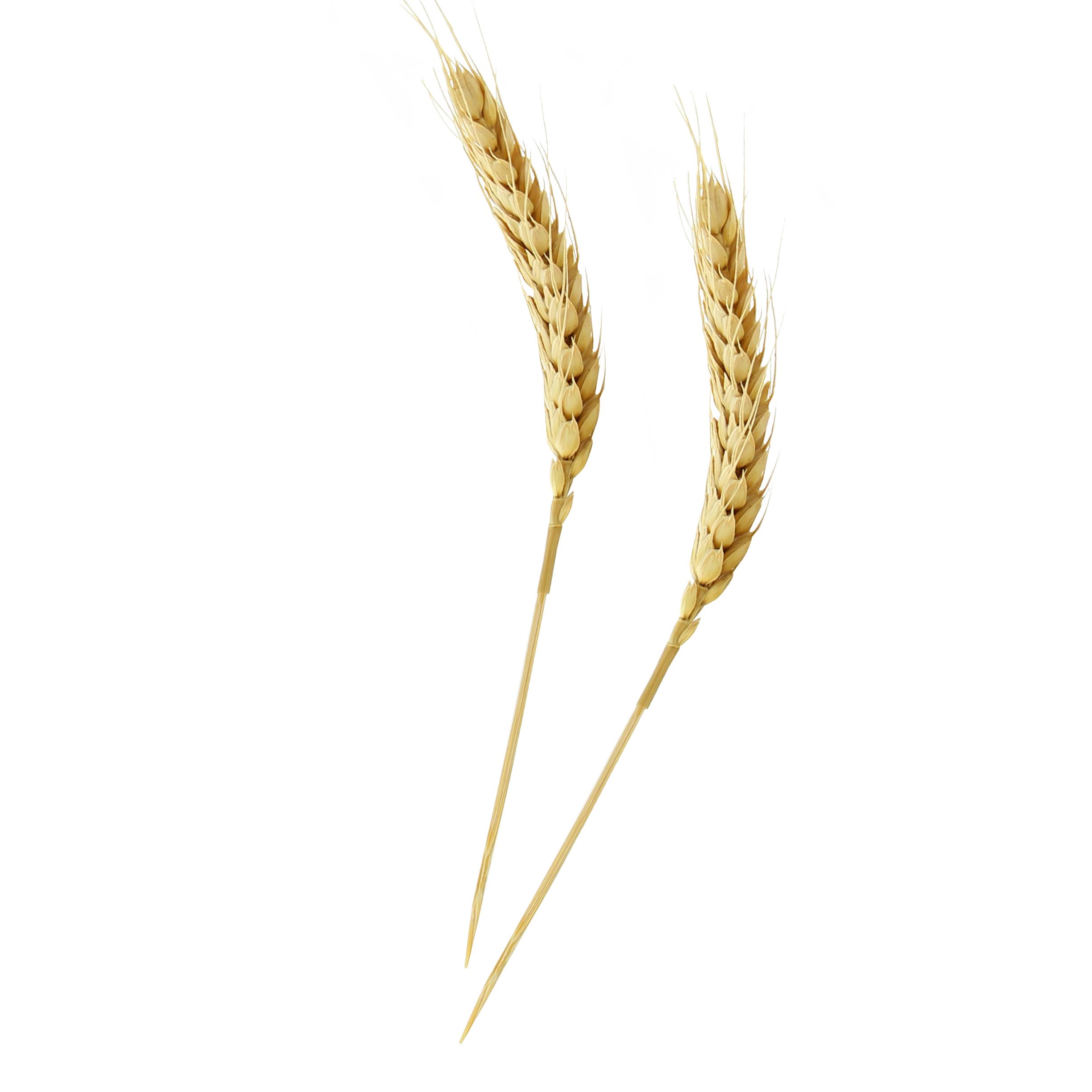 Skewer 5.9 IN Bamboo Natural 50 Count/Pack 10 Packs/Case 500 Count/Case