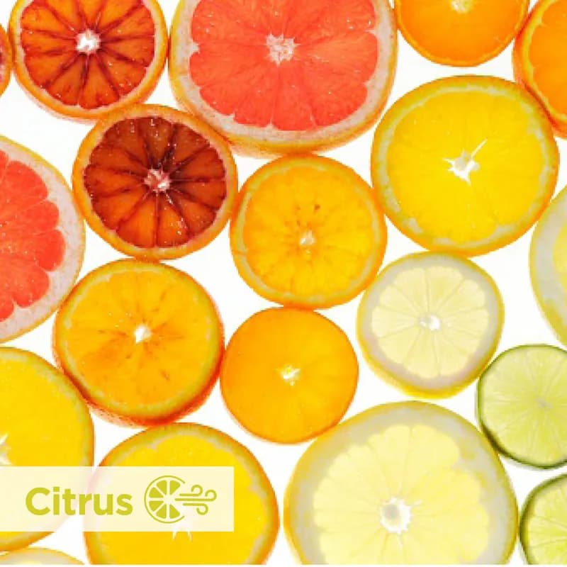 ActiveAire® Urinal Screen Citrus Scent Yellow 7.850X7.900X0.240 IN Low Splash 12/Case