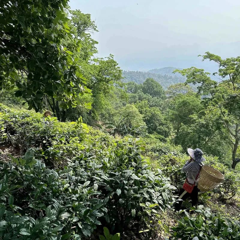 English Breakfast Tea 1 LB Organic Loose Leaf 1/Bag