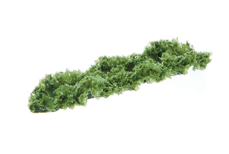 Kale Replica Runner Garnishing 12X3 IN Plastic Green 1/Each