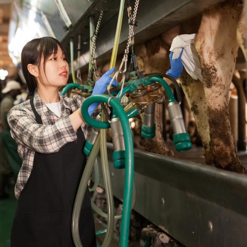 Tork Dairy Cow Udder Wipe  10X9 IN Folded: 5X9 IN Natural White Single Fold Refill Universal 150 Count/Pack